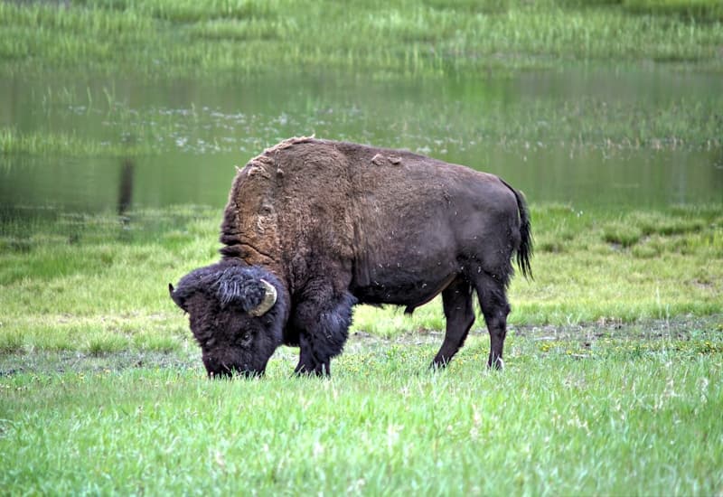 Bison grazing in a meadow near a pond