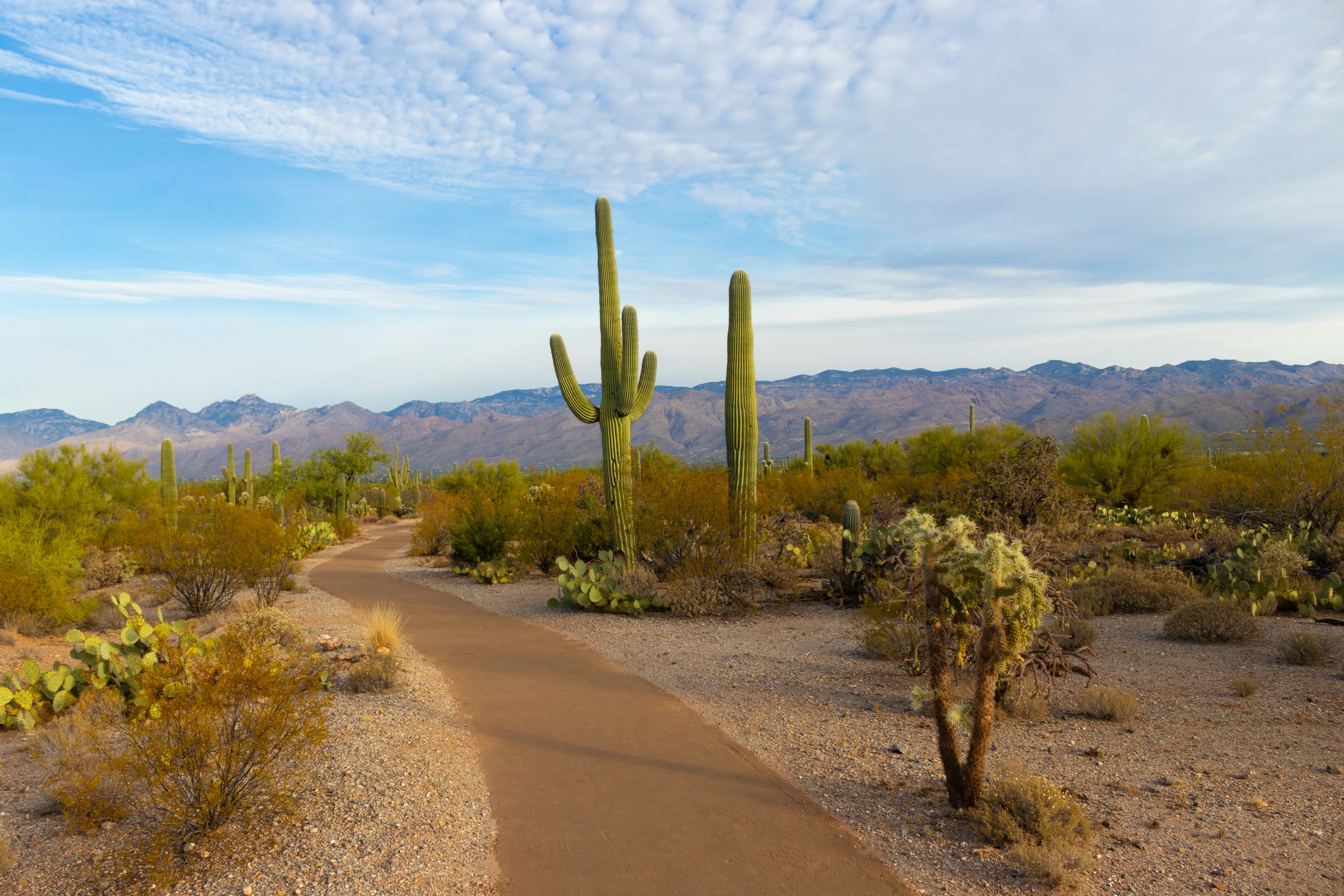 Camping under starry Arizona skies in Tucson's Sonoran Desert landscape