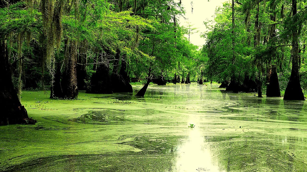 Misty morning in a Louisiana marsh with cypress trees and bayou water