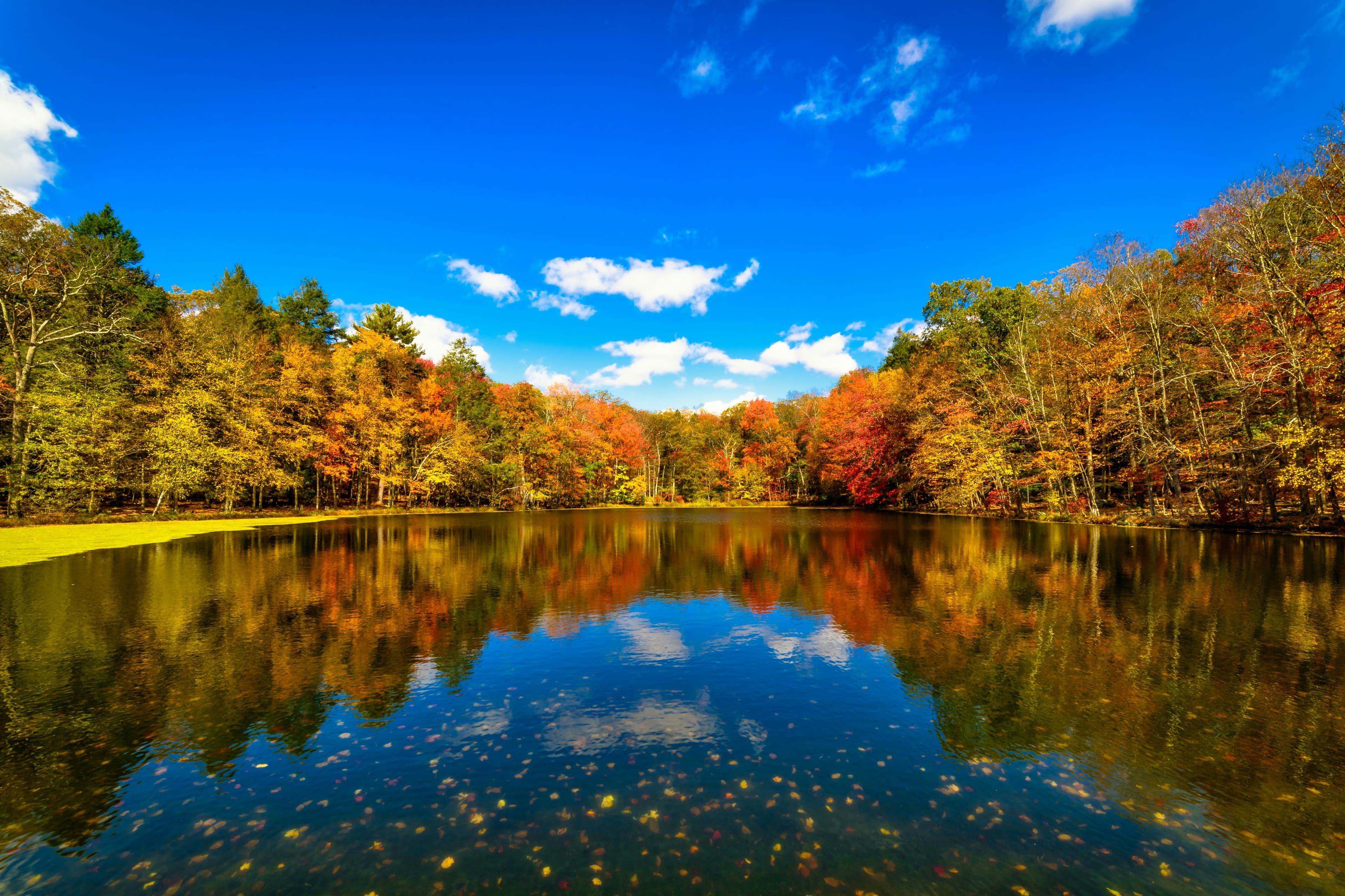 Serene forest landscape in Pennsylvania's Pocono Mountains by Gary C
