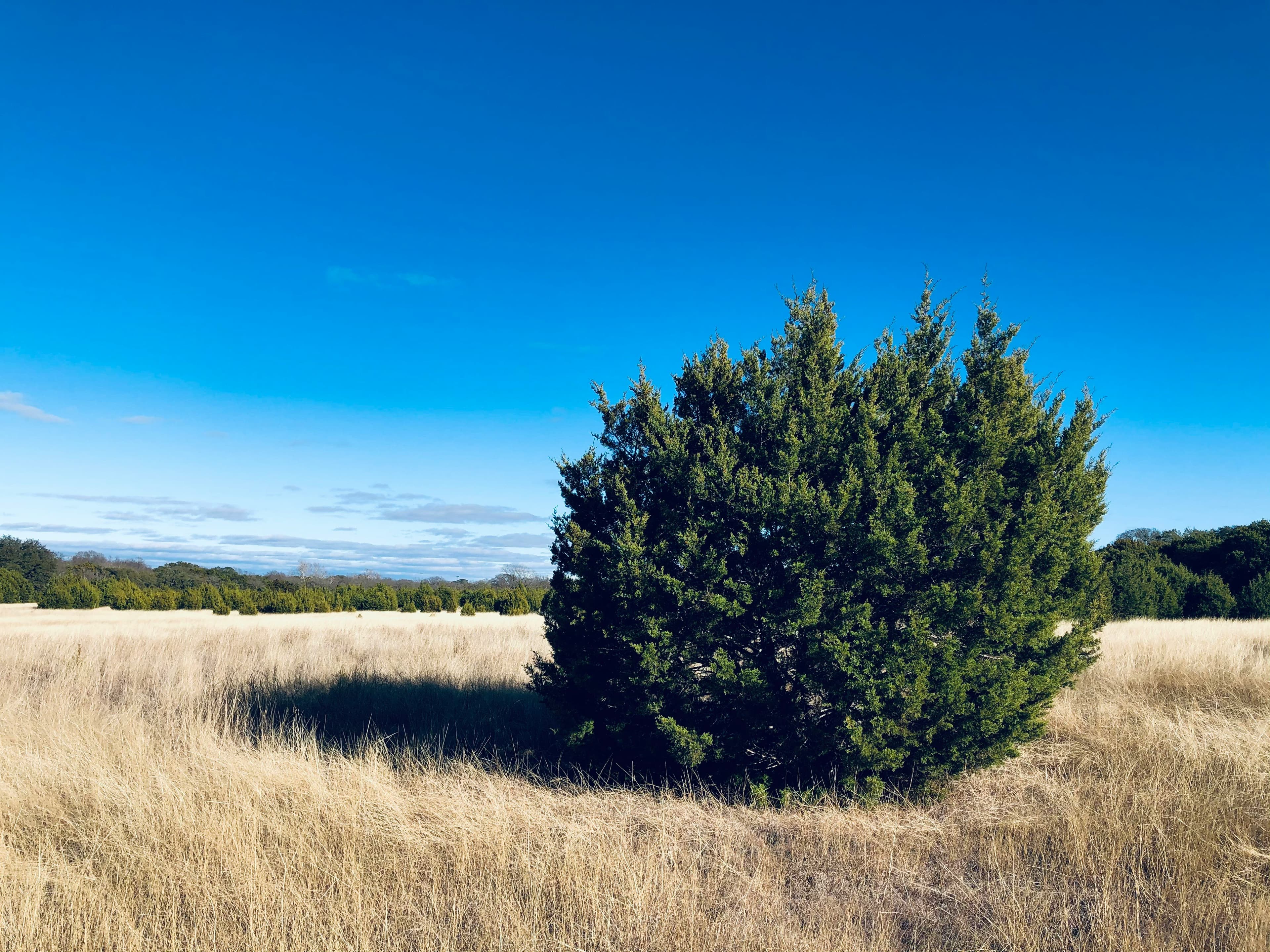 Serene Lake Texoma shoreline in northern Texas by Homemade Photos