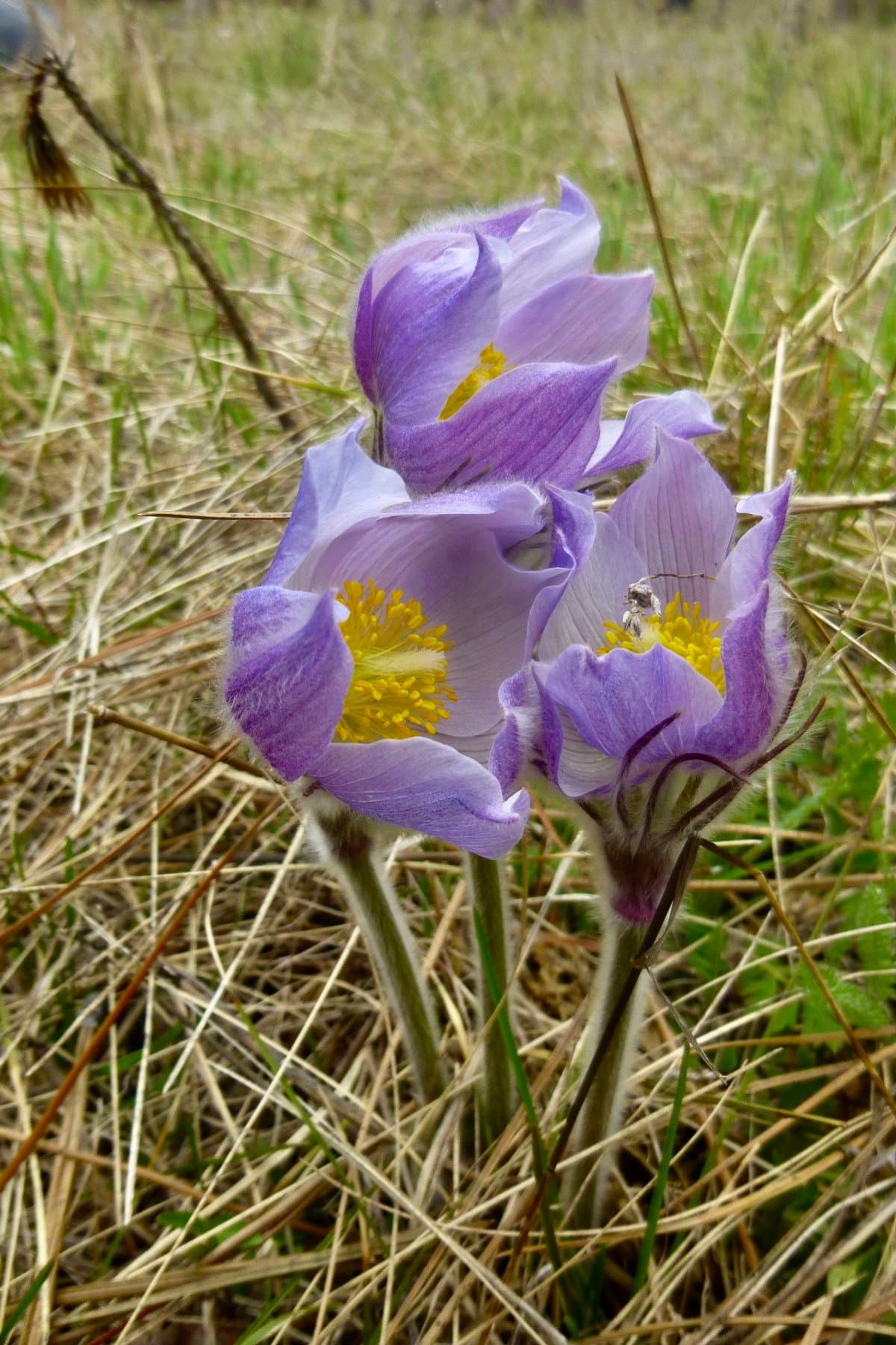 Yellowrock Campground (Lolo, Montana) photo