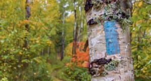 Jackson Creek Camp (Hovland, Minnesota) photo