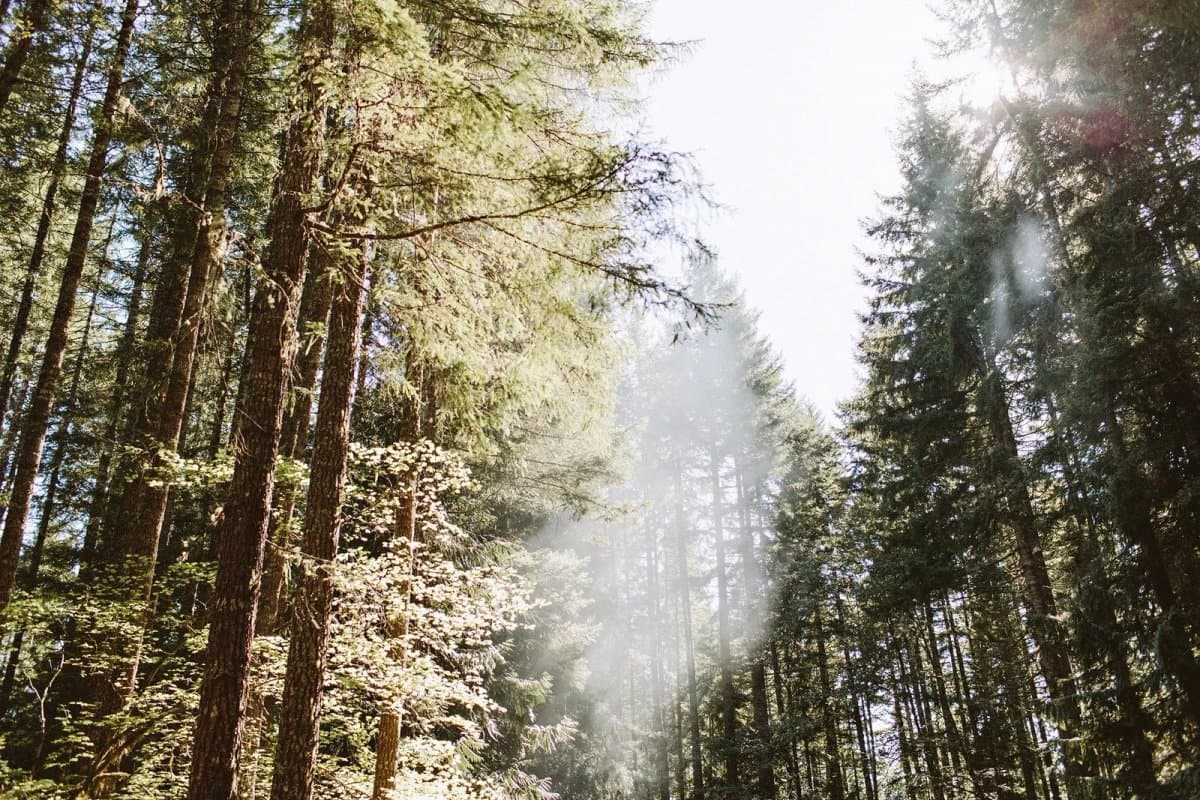 Skokomish Park at Lake Cushman (Hoodsport, Washington) photo