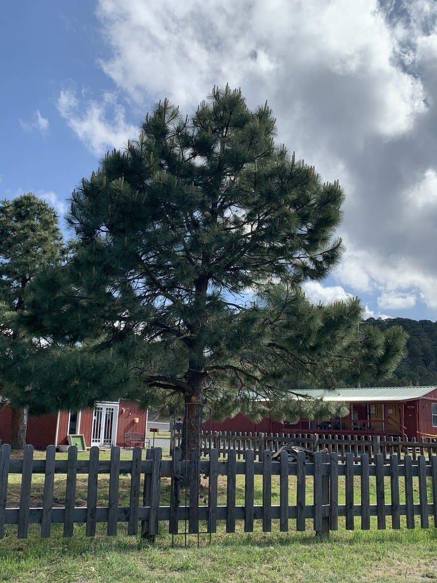 Stone Mountain RV Park & Resort - Ruidoso (Nogal, New Mexico) photo