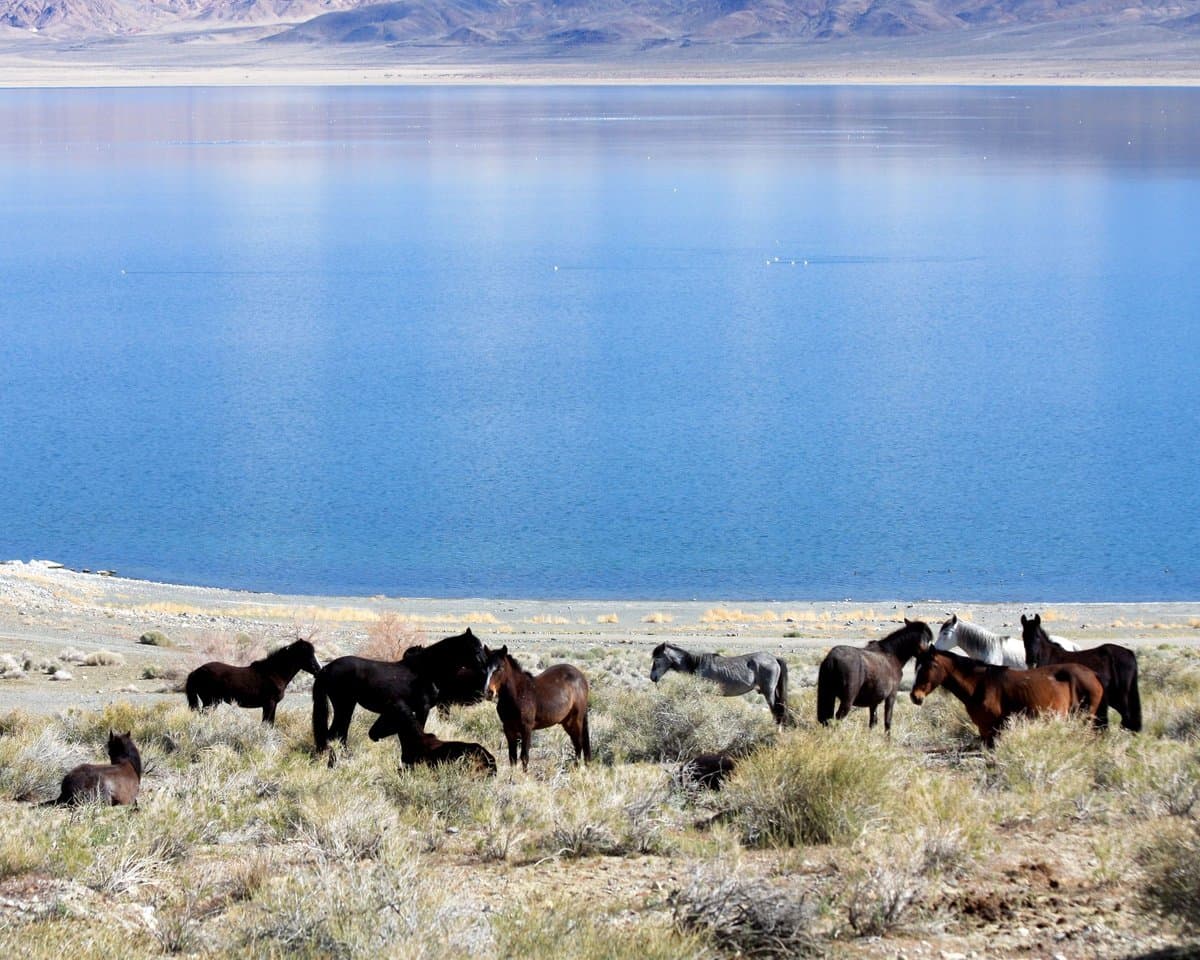 Whiskey Flats RV Park (Hawthorne, Nevada) photo
