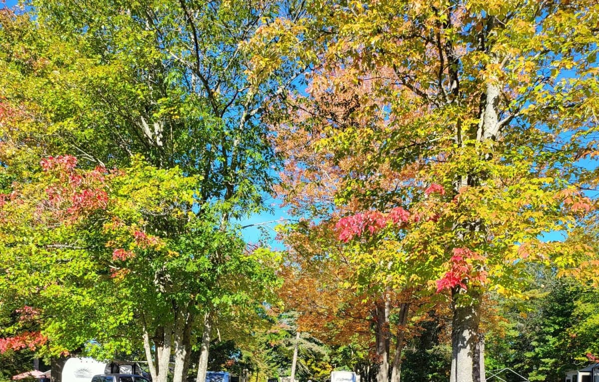 Cold River Campground (Eddington, Maine) photo