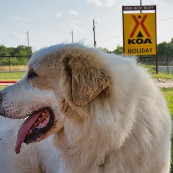 Austin East KOA Holiday (Austin, Texas) photo