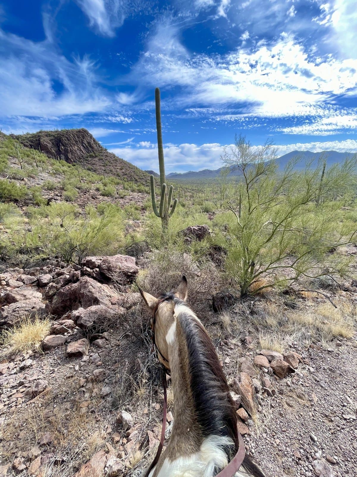 China Cabinet Ranch (Tucson, Arizona) photo