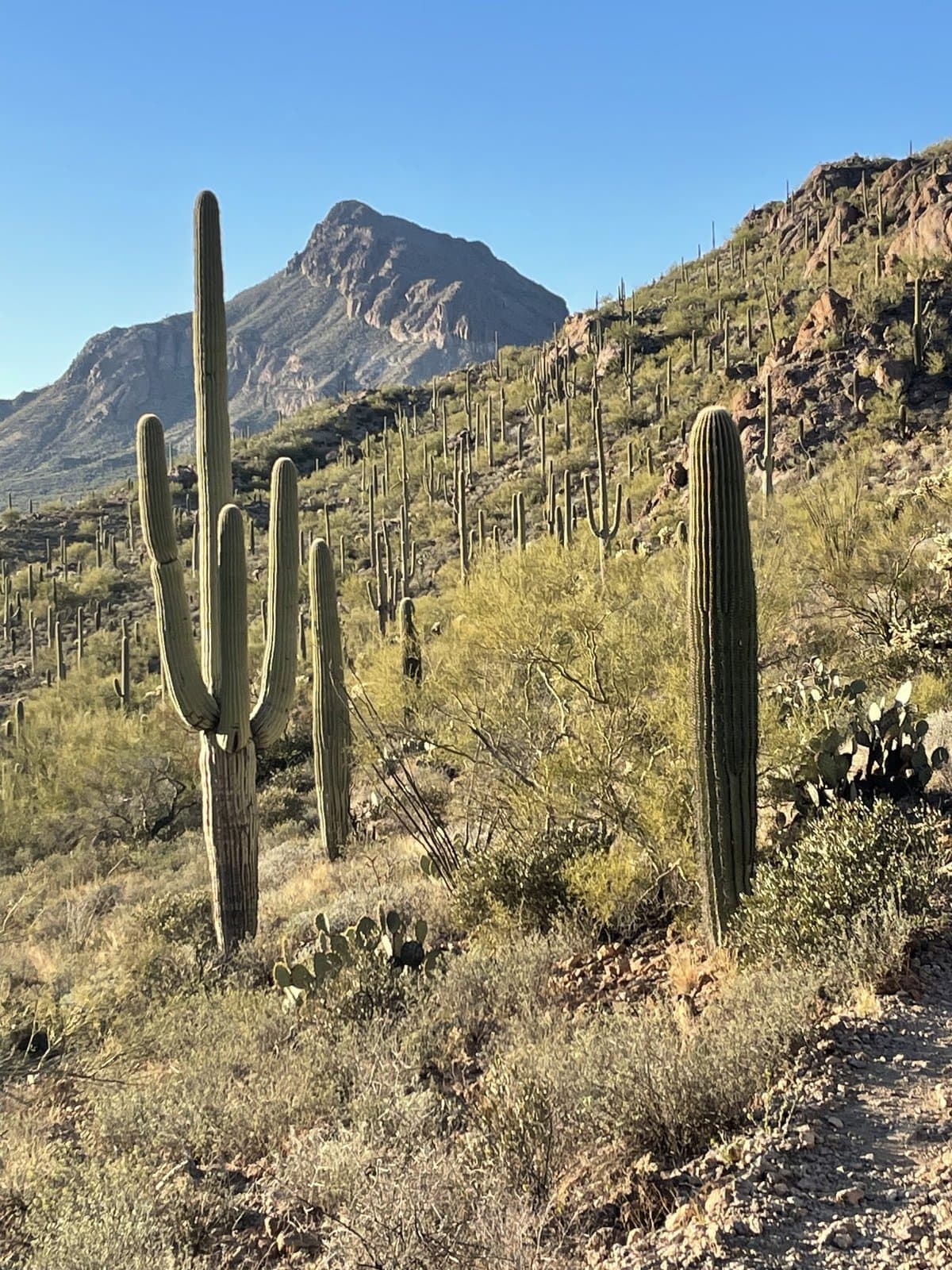 China Cabinet Ranch (Tucson, Arizona) photo