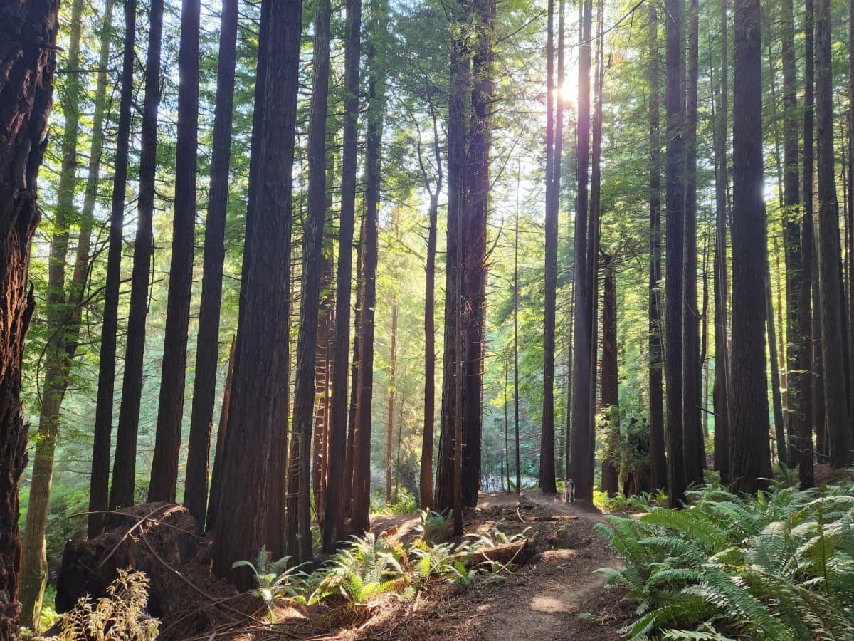 Redwood Coast Cabins and RV Resort (Eureka, California) photo