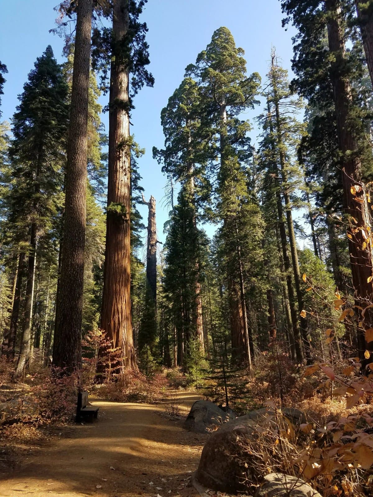 Golden Pines RV Resort and Campground - Arnold, CA (Arnold, California) photo