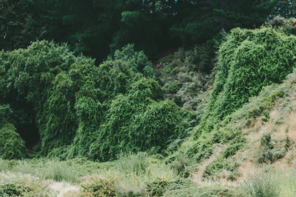 Kamp Klamath RV Park (Klamath, California) photo