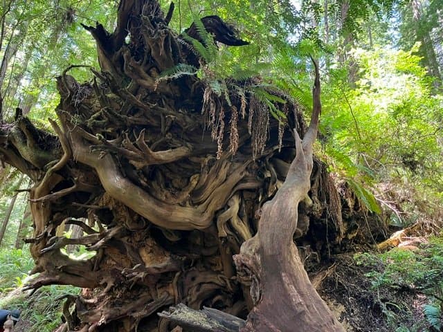 Heart of the Redwoods Cottages & RV (Orick, California) photo