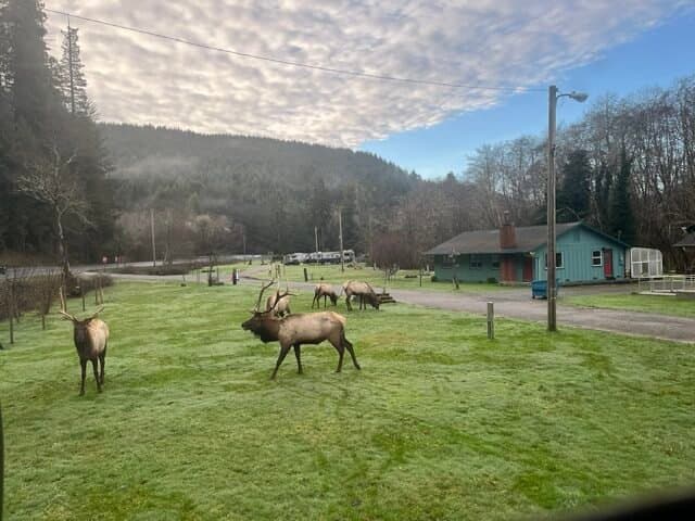 Heart of the Redwoods Cottages & RV (Orick, California) photo