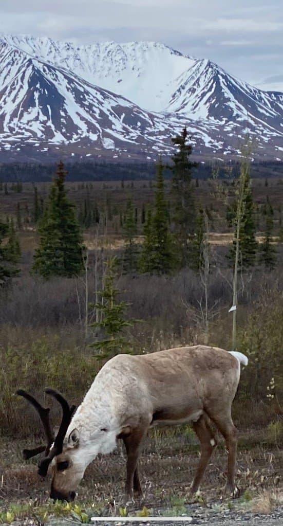 Cantwell RV Park 26 miles to Denali National Park (Cantwell, Alaska) photo