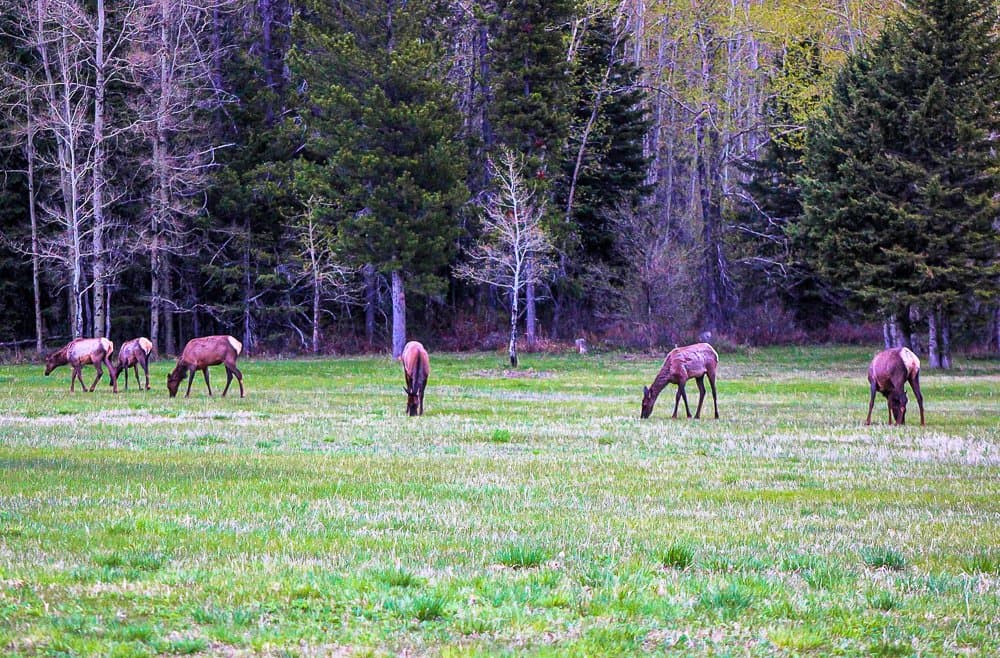 Glacier Meadow RV Park