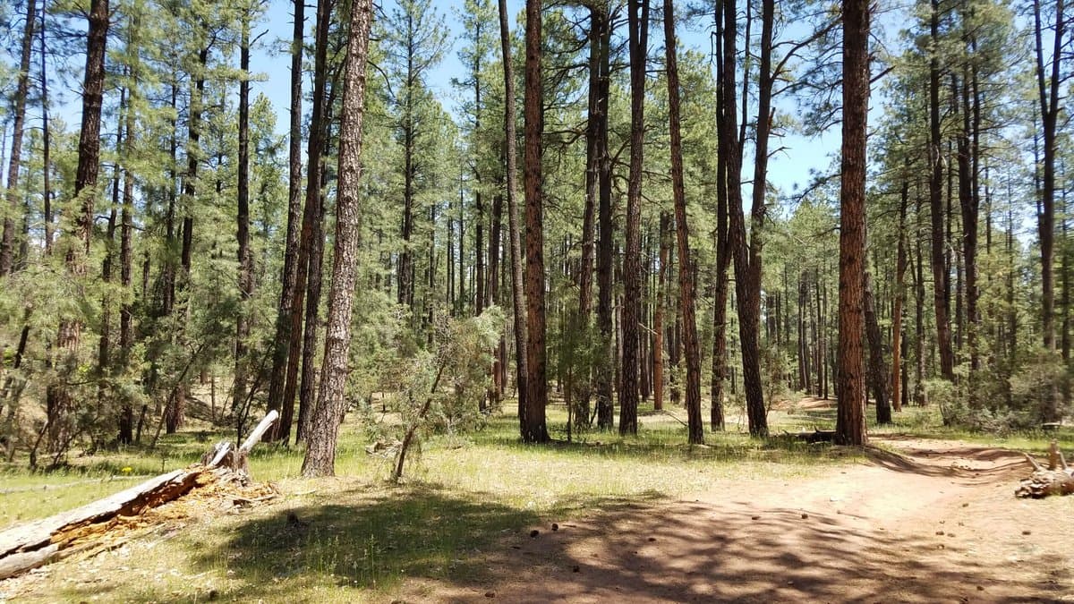 Fort Tuthill County Campground (Flagstaff, Arizona) photo