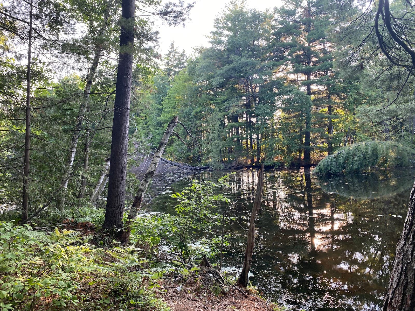 Pine Point Campground