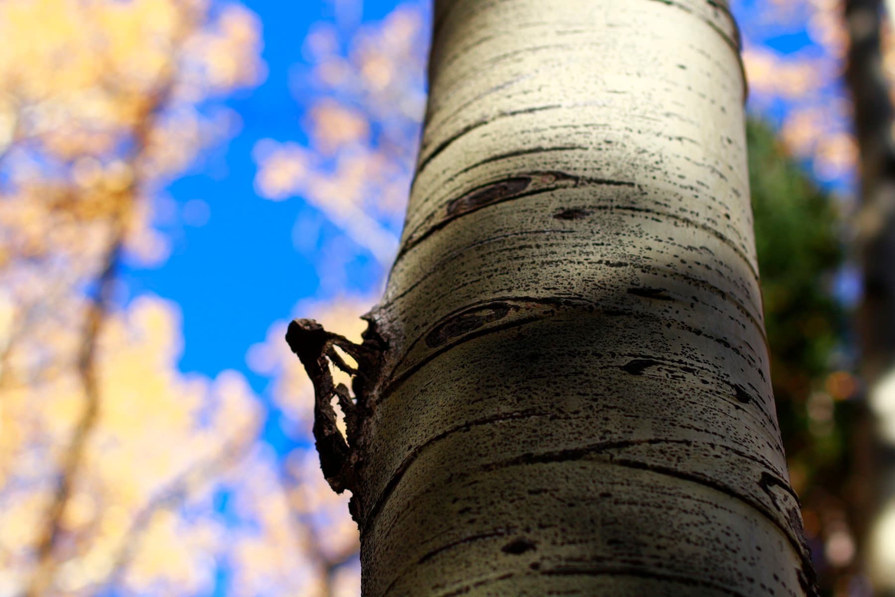 Lockett Meadow Campground