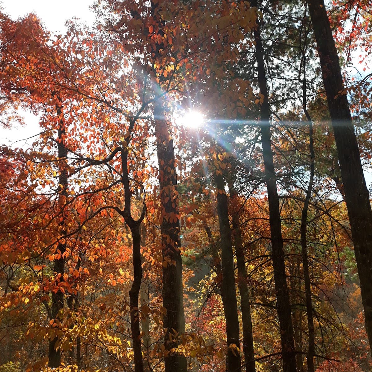 Holly Flats Campground