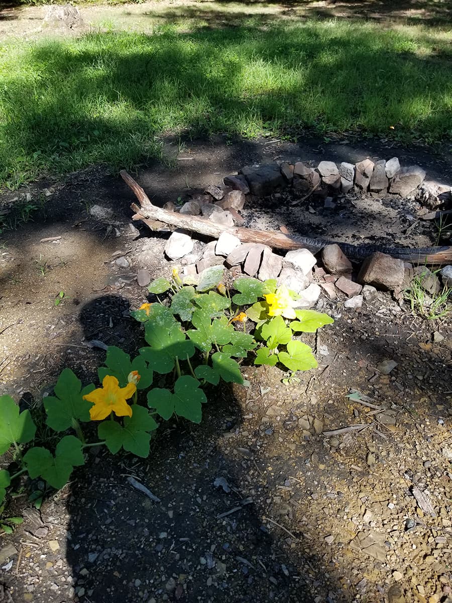 Green Ridge State Forest Campsite #7