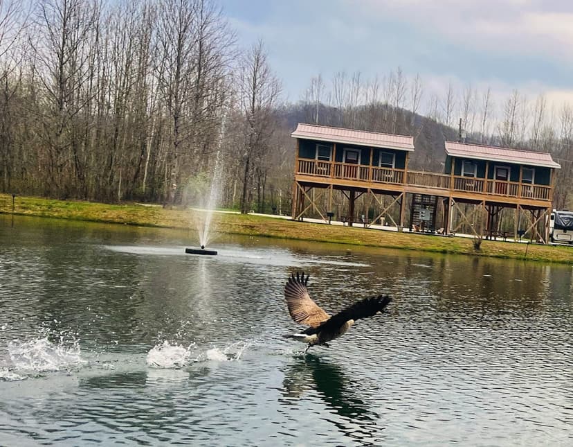 Sheltowee RV Park & Cabins