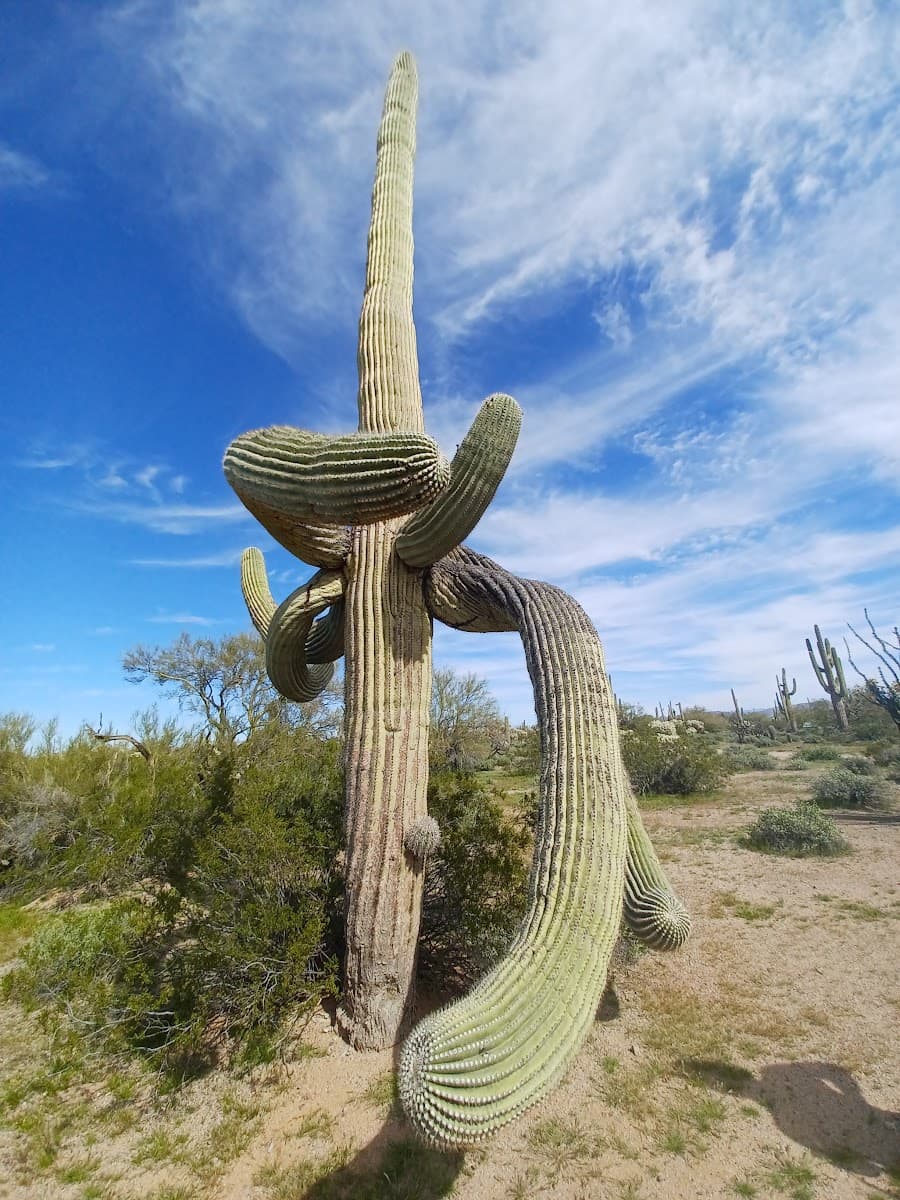 Cactus Forest Campground