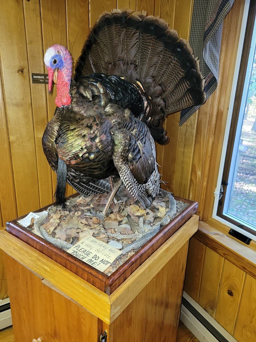 Green Ridge State Forest Campground #4