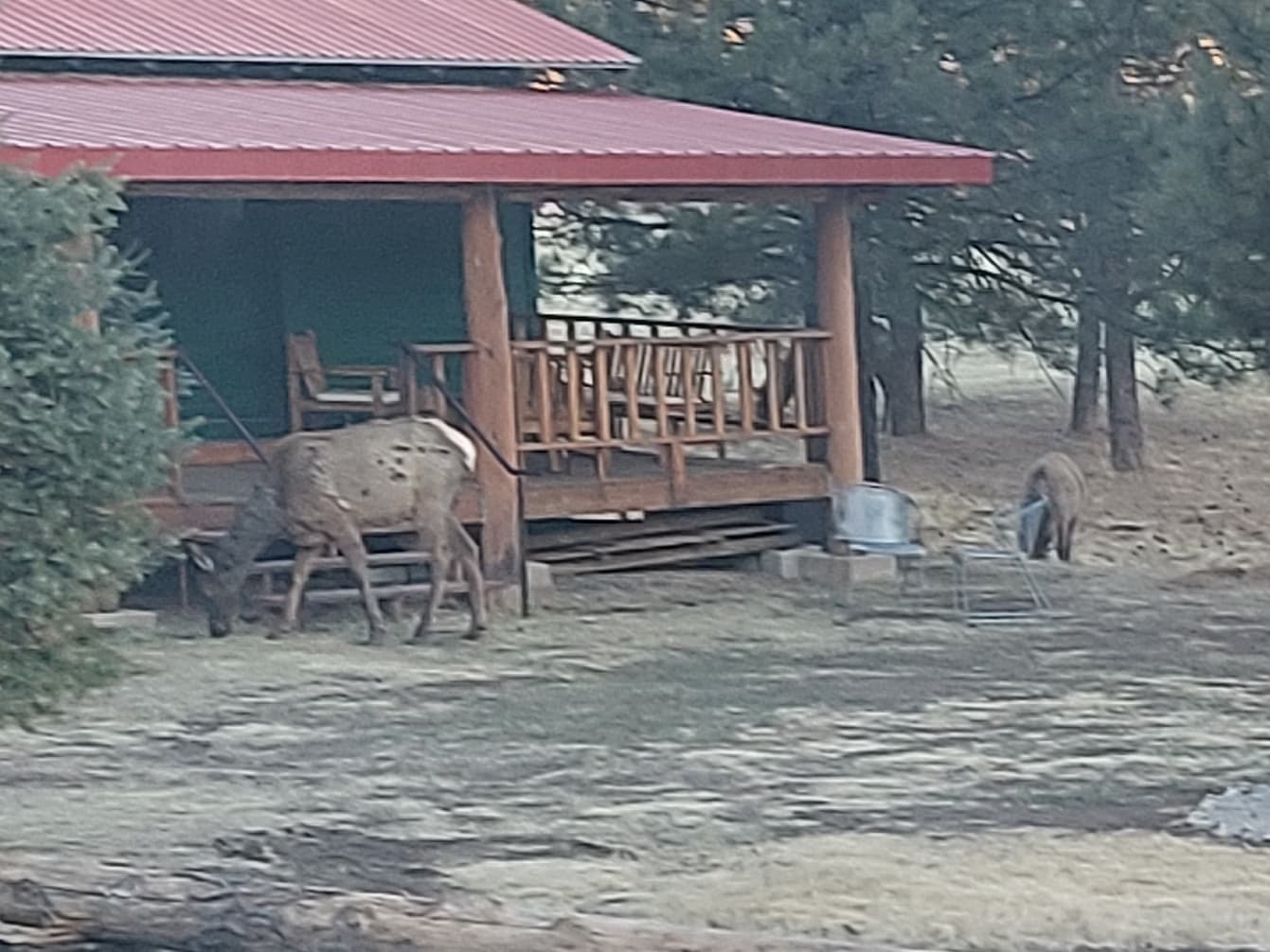 Bonnie & Clyde's Cool Pines RV Park