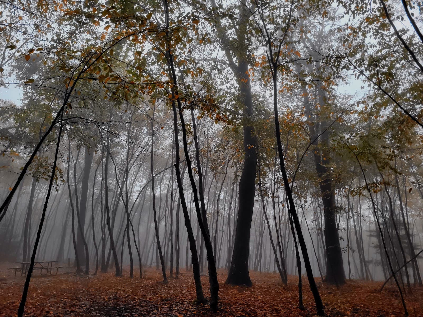 Primitive Campsite #4