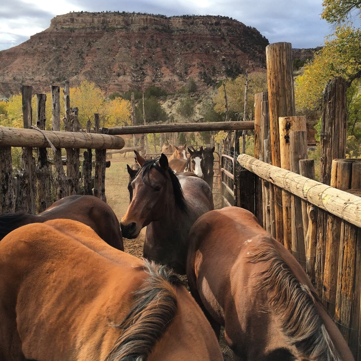Zion Wright Family Ranch