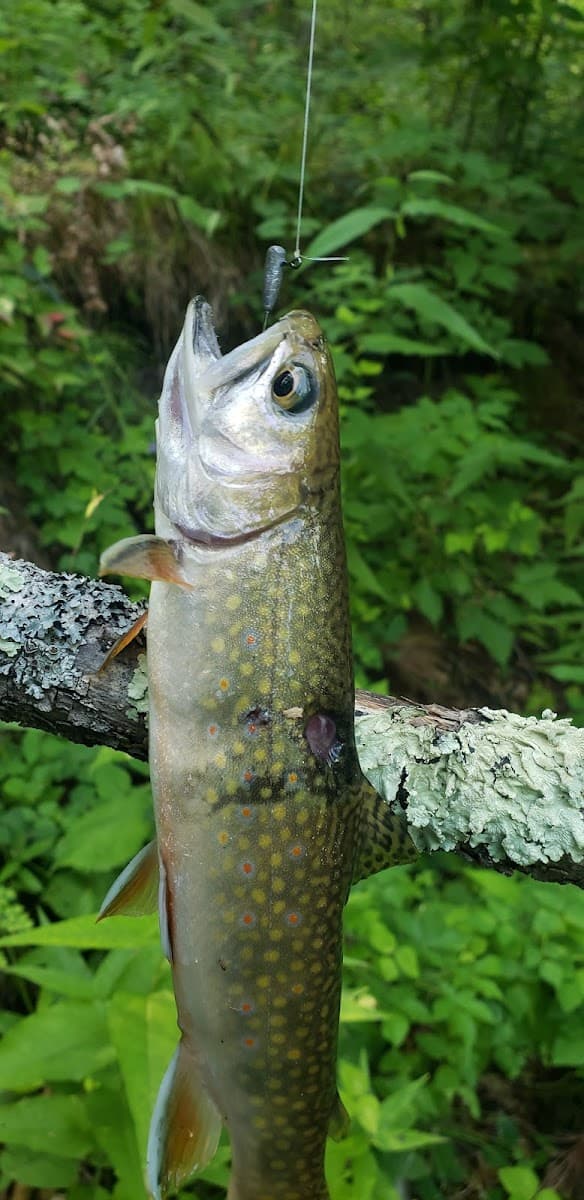 Timber Camp Campground