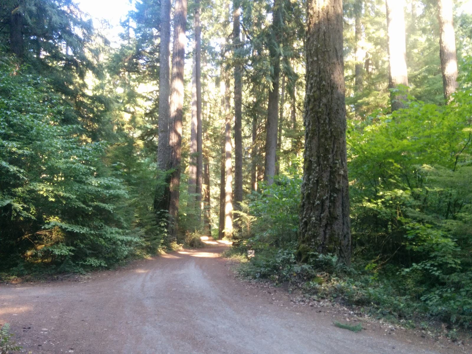 Limberlost Campground
