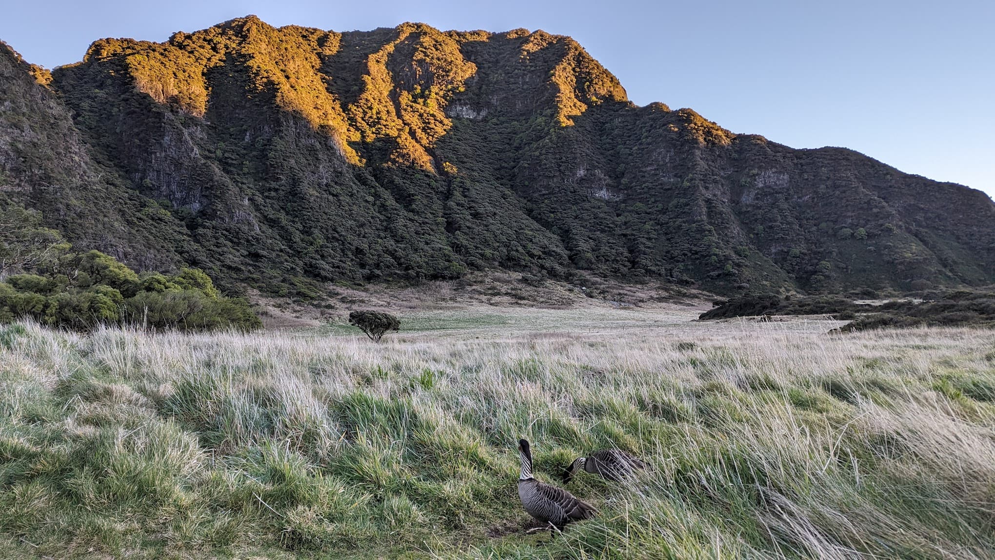 PalikÅ« Campground