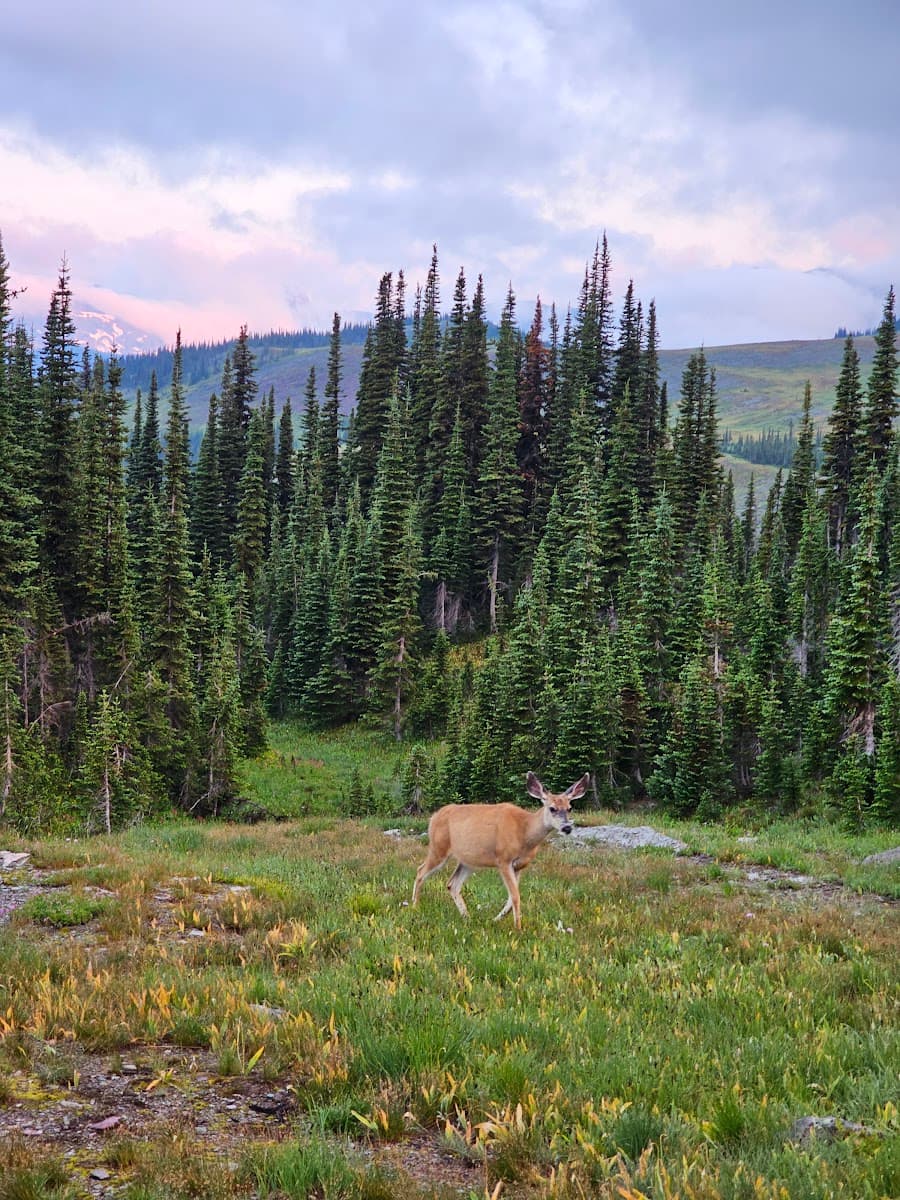 Fifty Mountain Campground