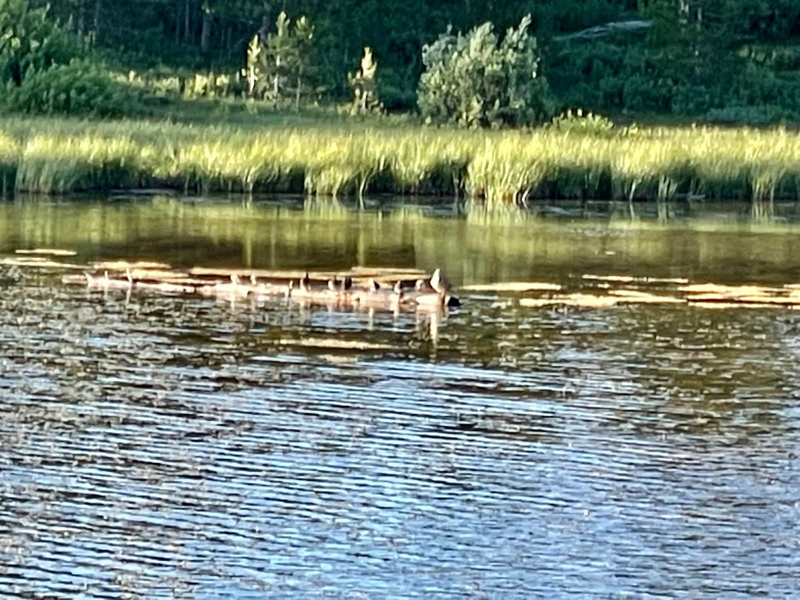 Little Lyman Lake Campground
