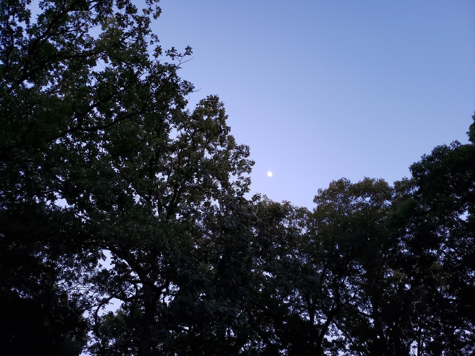 Piercing Arrow Council Ring