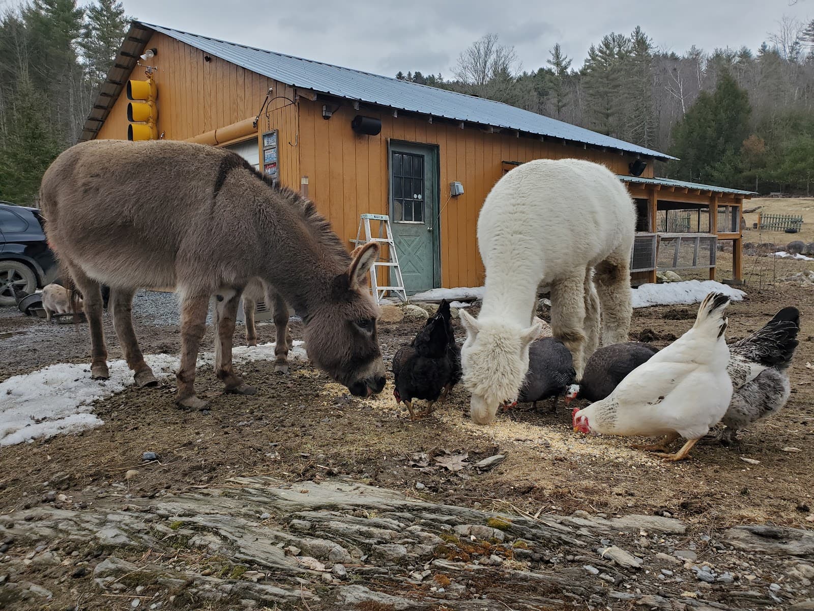 Buddha North Tent Deck