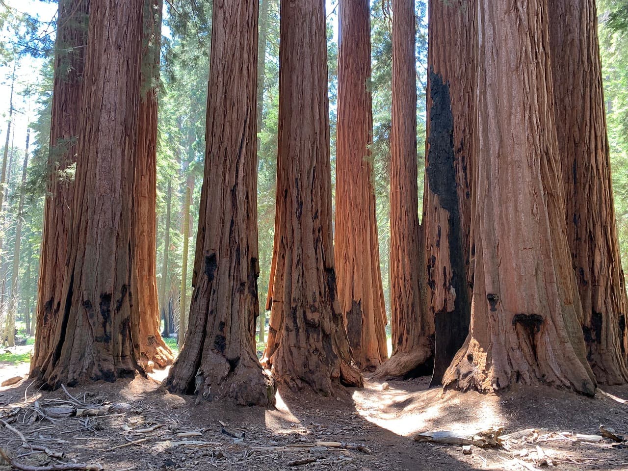 Sequoia trees in Sequoia National Park California with large trunks in a wooded forest