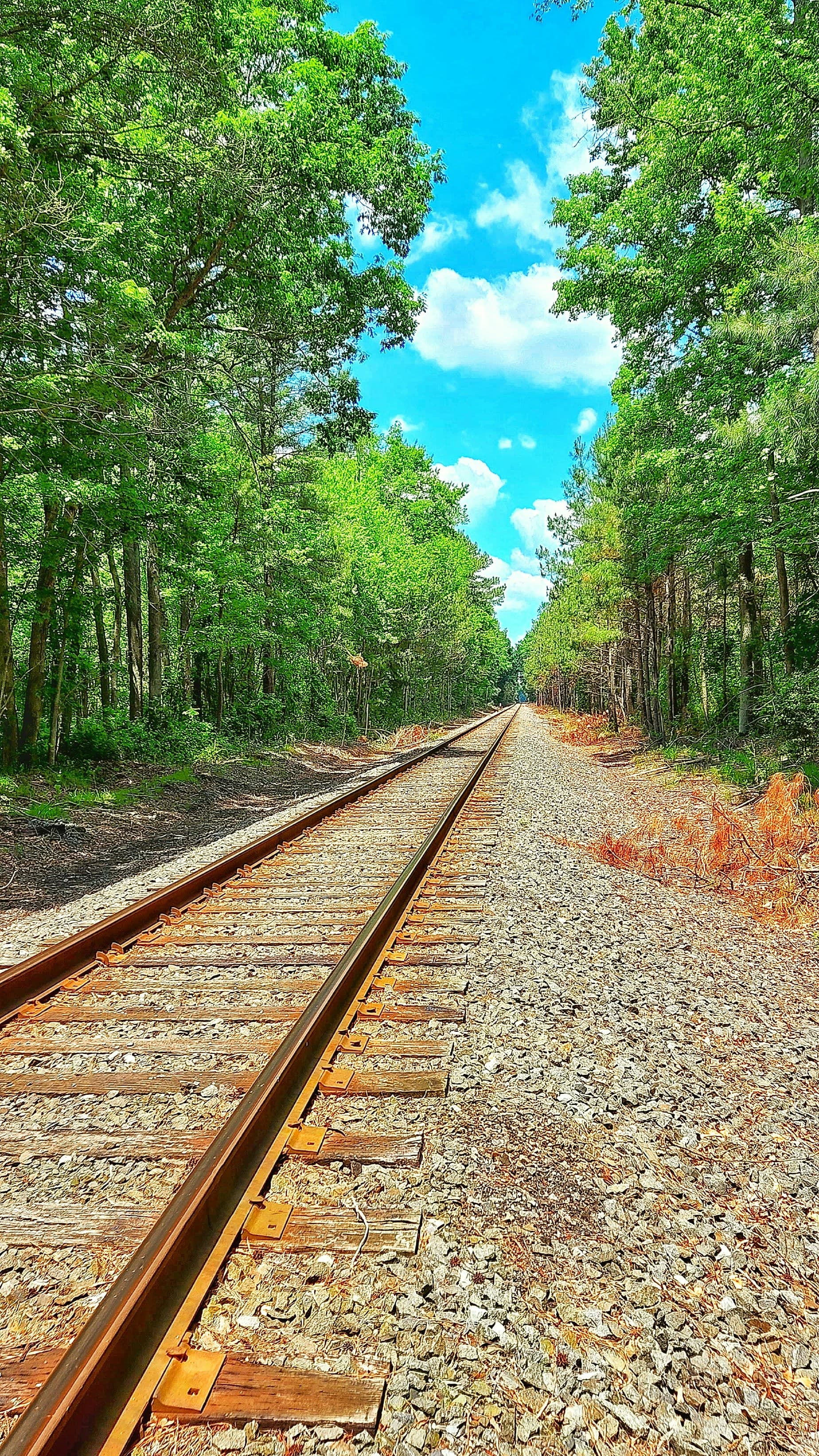 Scenic sunset at Cape Henlopen State Park in Delaware by Z Brown
