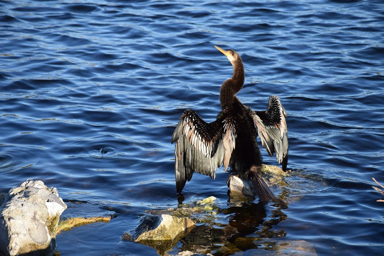 Anhinga bird drying its wings on a rock at Lake Toho in Kissimmee, Florida