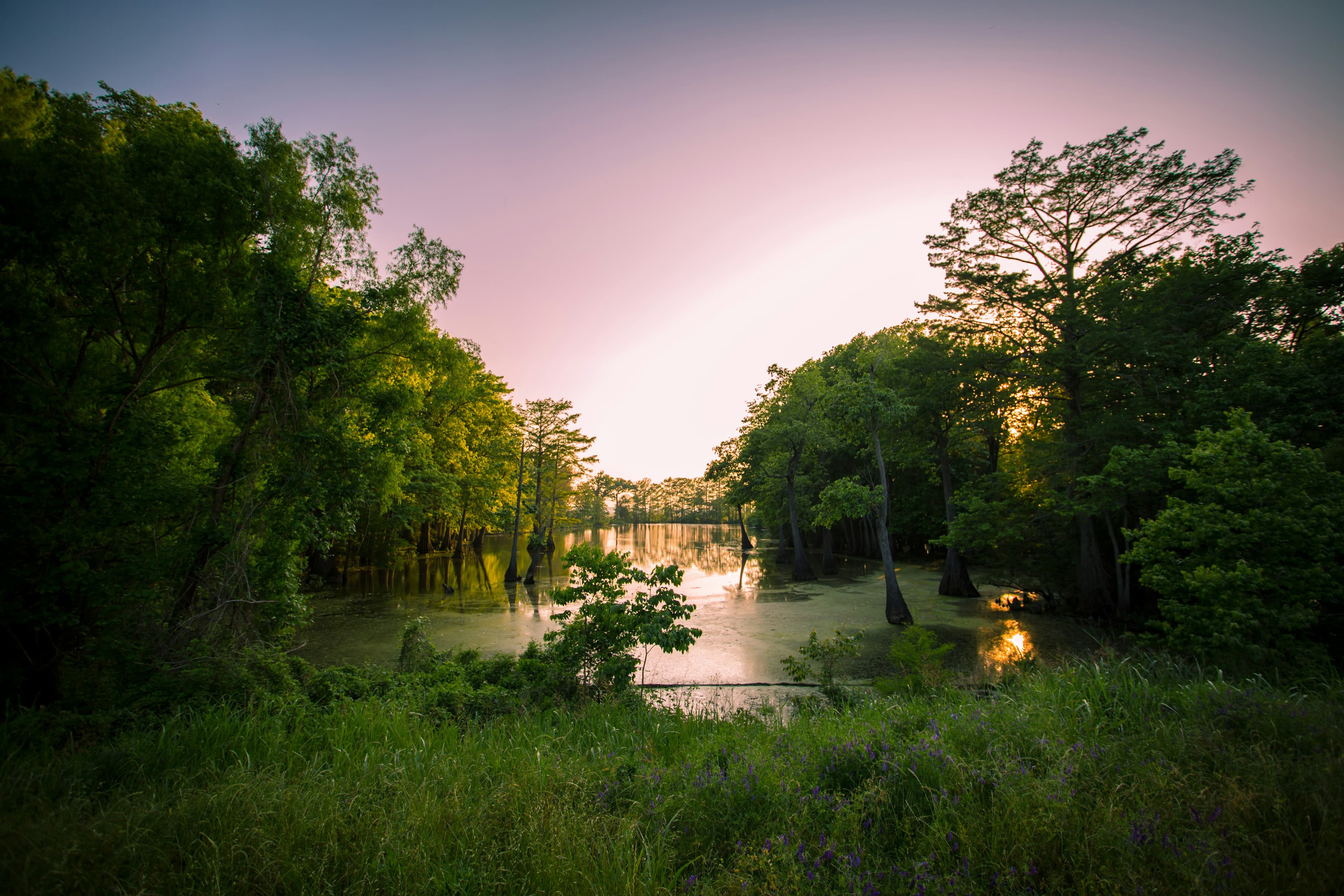 Majestic cypress trees in Mississippi's De Soto National Forest