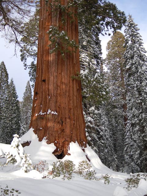 A giant sequoia with reddish bark contrasts with snow around it