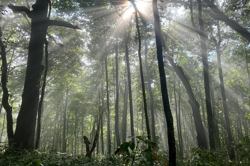 Blood Mountain Shelter