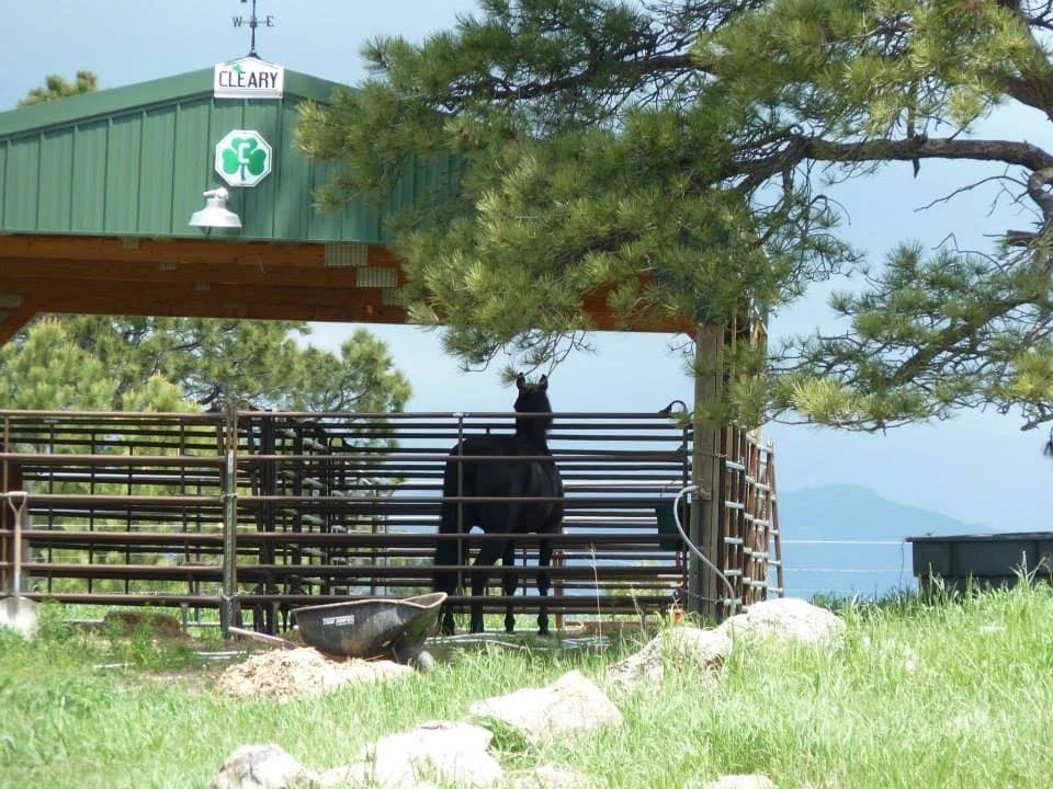 Broken Arrow Campground (Custer, South Dakota) photo