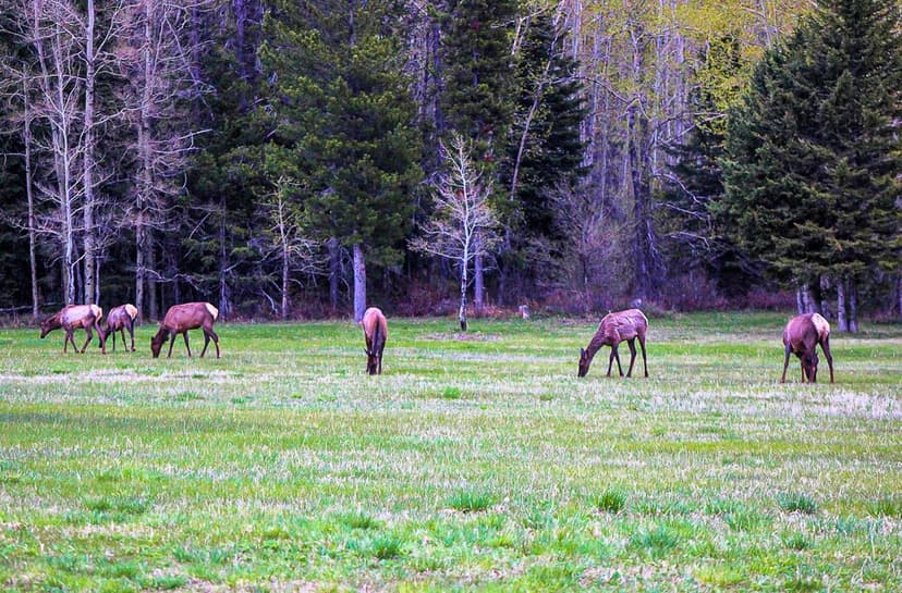 Glacier Meadow RV Park