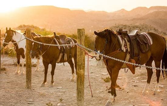 Maverick Ranch RV Park (Lajitas, Texas) photo