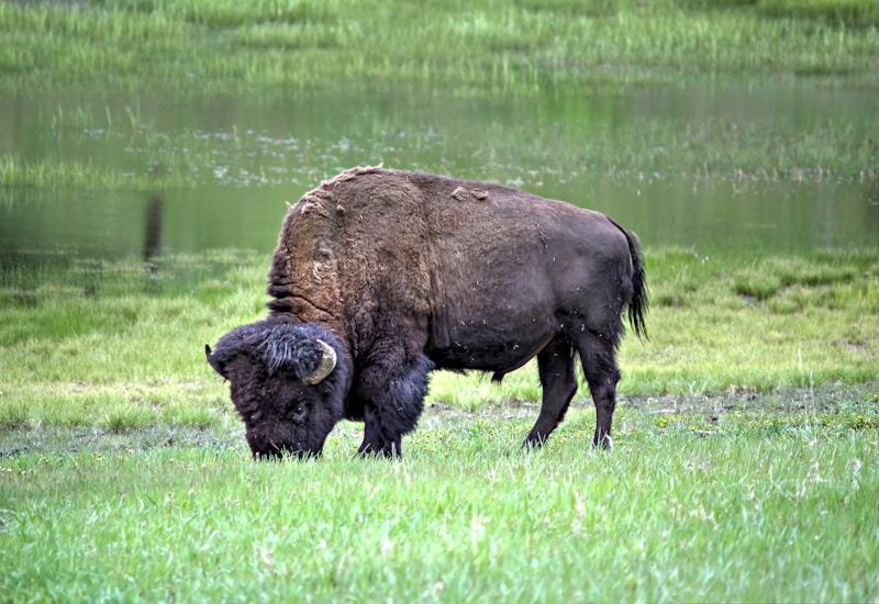 Bison grazing in a meadow near a pond